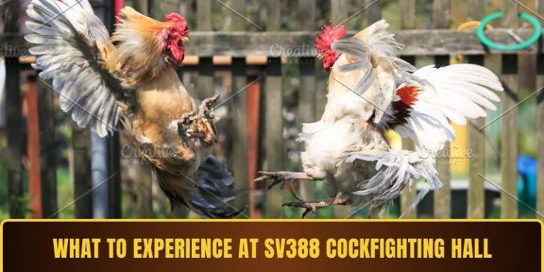 Cockfighting