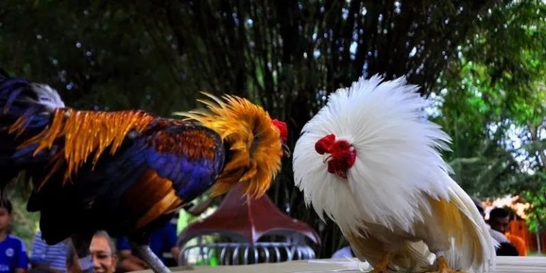 OKKING cockfighting