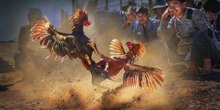 Latest C2 cockfighting and important information players need to know