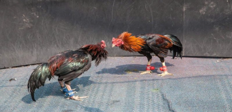 Cockfighting Betting – Dramatic Matches, Explosive Bonuses