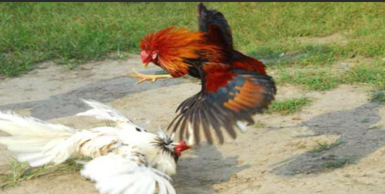 Cockfighting Experience Helps Master Betting Game