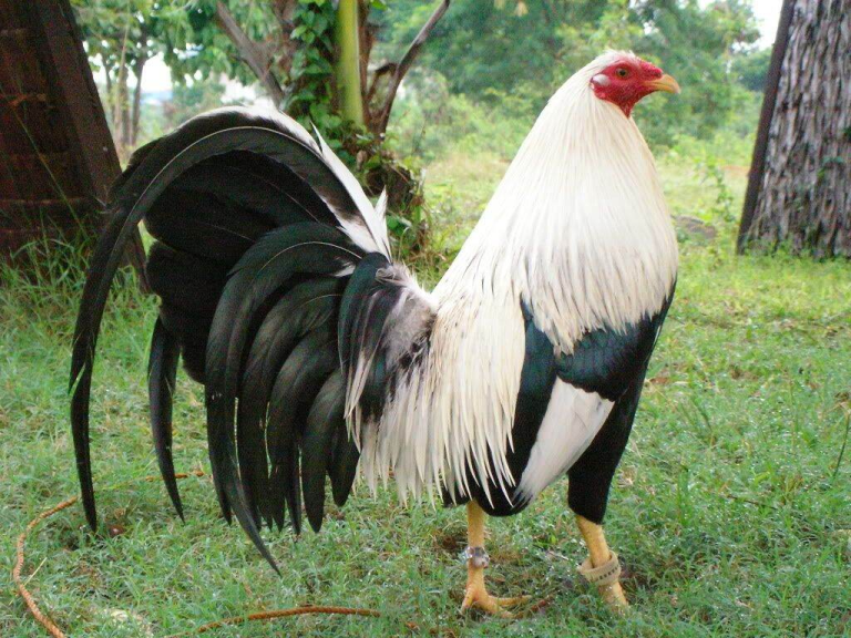 American Cockfighting – Outstanding Differences Compared to Vietnamese Fighting Cocks