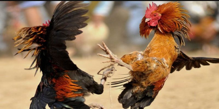 How to Choose Good Fighting Chicken Sunwin Standard for You
