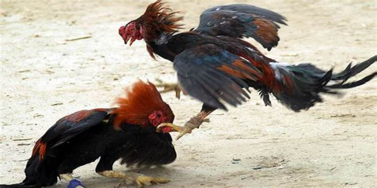 Pg88 Chicken Braising Method And 100% Effective Secret In 2025